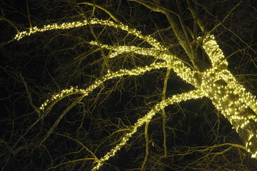 Ingelijste posters Meisjeskamer Warme lichtjes op kale winteravondtakken  © vannet