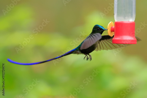Quadro su tela Violet-tailed Sylph - male, Aglaiocercus coelestis,  Ecuador