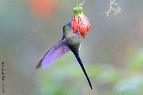 Foto Violet-tailed Sylph - male, Aglaiocercus coelestis,  Ecuador