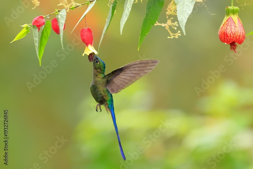 Violet-tailed Sylph - male, Aglaiocercus coelestis,  Ecuador