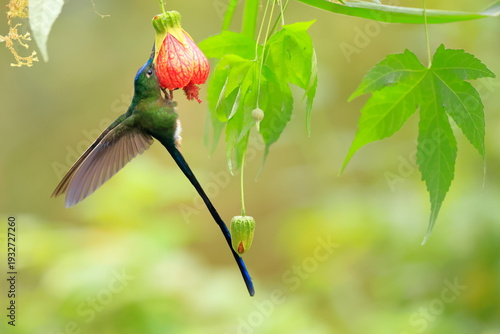 Fotografie Violet-tailed Sylph - male, Aglaiocercus coelestis,  Ecuador