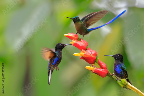 Φωτογραφία Violet-tailed Sylph - male, Aglaiocercus coelestis,  Ecuador