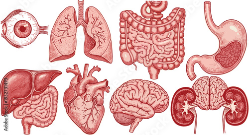 Human internal organs anatomy engraving vector illustration set with eye, lungs, stomach, liver, heart, brain, kidneys, and digestive system for medical and education designs