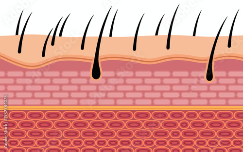 Cross section of human skin layers with hair follicles and subcutaneous tissue anatomy