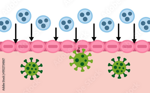 Immune cells attacking virus particles entering bloodstream or tissue layer infection