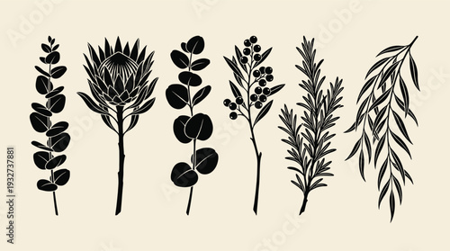 Australian native flora icon set in minimalist black silhouette style, protea, eucalyptus, berries, rosemary, and gum leaves