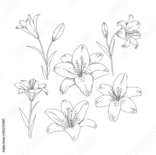 Black and white line of six lily flowers and buds botanical