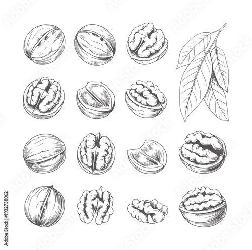 Black and white line of walnuts and leaves food