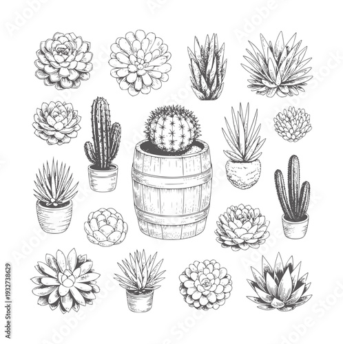 Black and white of various potted succulents and cacti cactus plant botanical