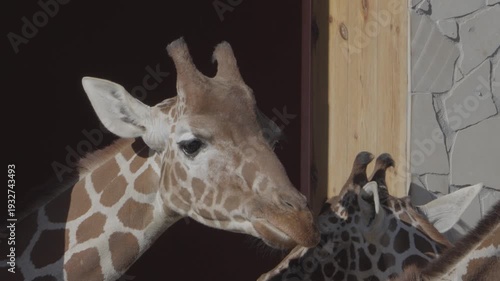 Giraffe head close-up portrait showing eyes, ossicones and patterned fur texture, calm exotic animal expression, detailed wildlife mammal footage