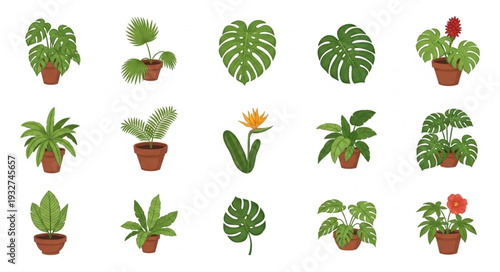 Collection of various potted plants with green leaves and flowers, isolated on white background.