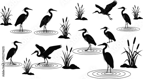 Black Silhouette Vector Set of Herons and Egrets in Nature, Marsh Birds Standing in Water, Flying Cranes, and Wetland Reeds,