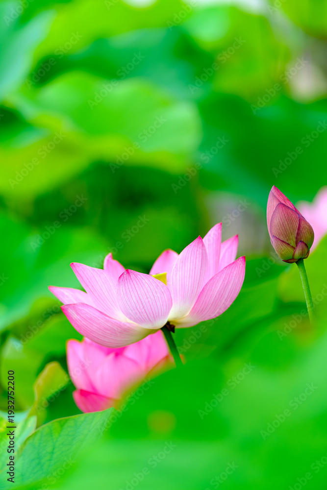 Obraz premium 蓮池に咲く蓮の花と葉