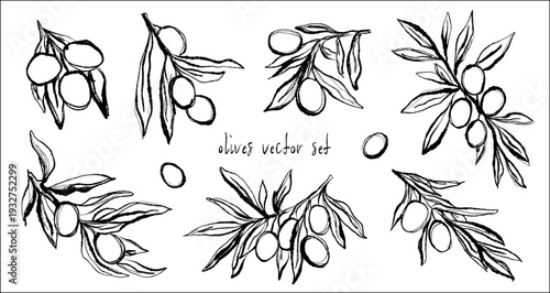 Hand drawn ink olives with leaves vector set. Contemporary abstract minimal art in charcoal or crayon drawing style botanic plant clipart illustrations. Pencil drawn design elements for menu, pattern