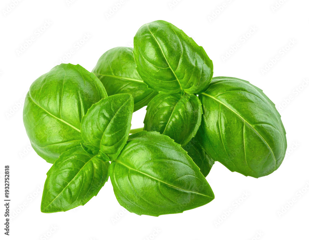 Fototapeta premium Vibrant green basil leaves, glossy texture, natural, fresh herb garnish