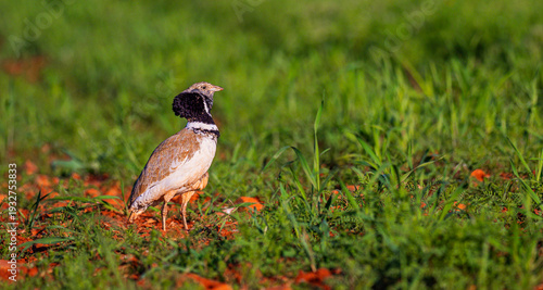 Cuadro en lienzo Little Bustard, Bustard, Tetrax tetrax, Mediterranean Forest, Castilla La Mancha