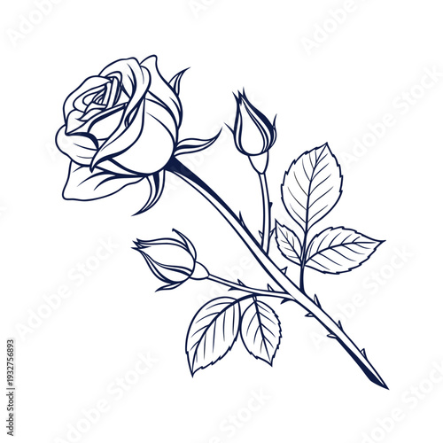Vector rose flower illustration with leaves and buds