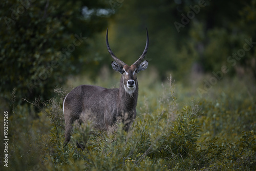 Majestic male Waterbuck (Kobus ellipsiprymnus) with long horns standing in African bushveld, wildlife portrait