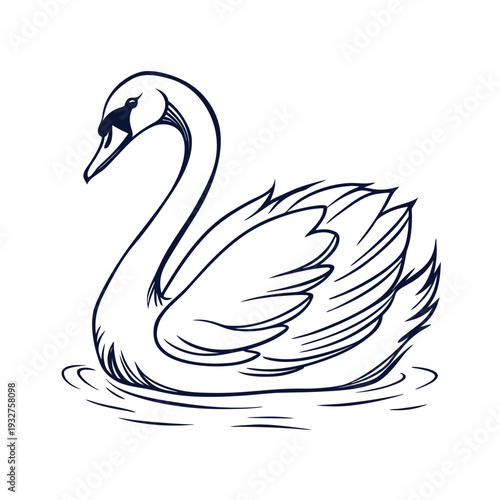 Vector swan illustration