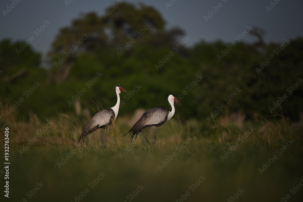 Fototapeta premium Pair of endangered Wattled Cranes (Grus carunculata) walking through grass at dusk, African wildlife
