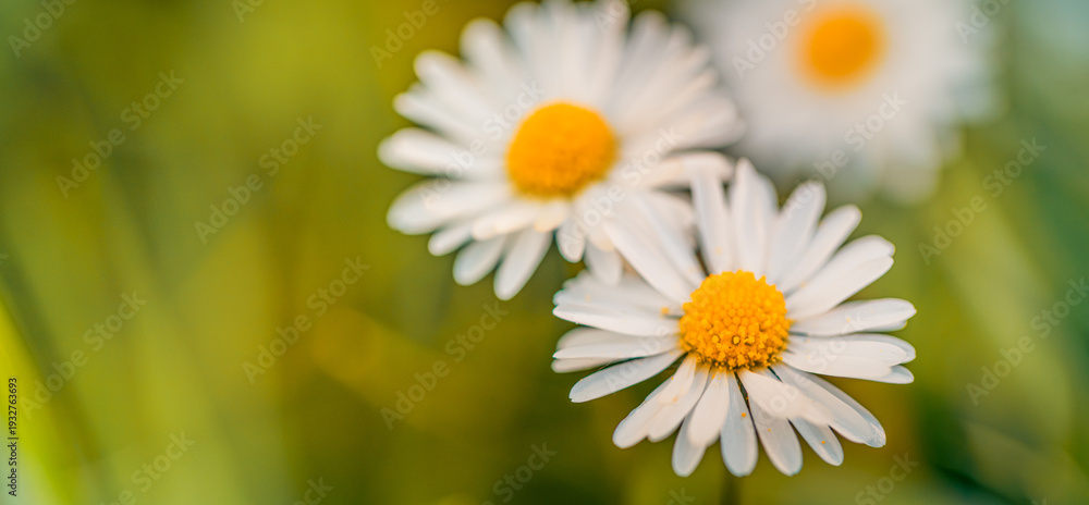 Fototapeta premium Happy spring summer mood daisy flowers closeup for beautiful nature background featuring vibrant white petals and yellow centers with soft sun light for inspirational botanical garden design