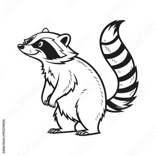 Vector racoon illustration