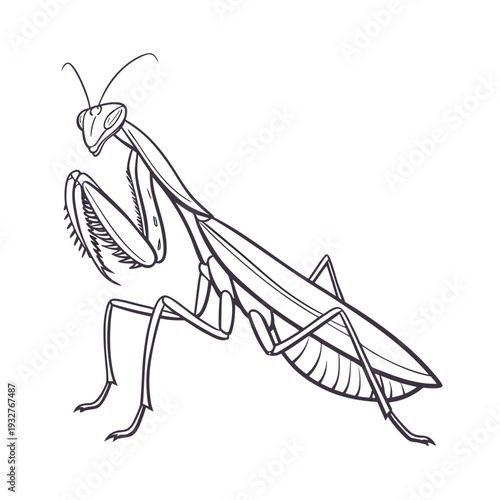 Vector praying mantis illustration