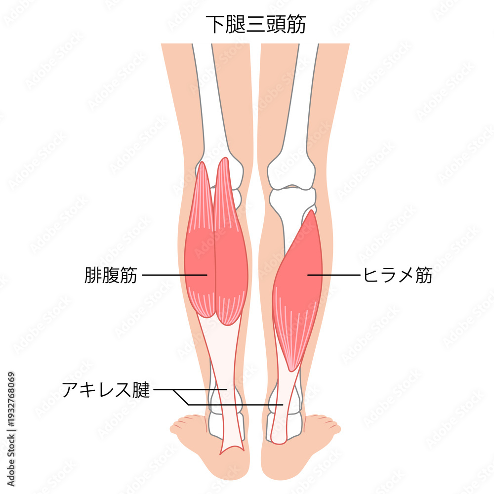 腓腹筋 ヒラメ 筋