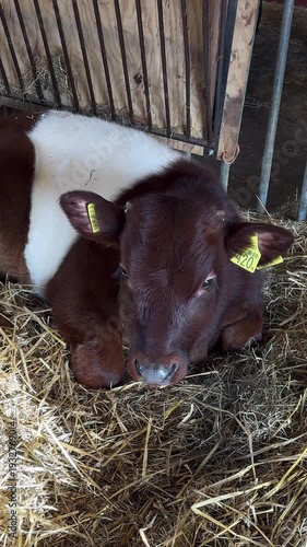 Brown calf resting in a barn with straw on the ground in rural area