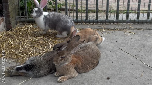 Rabbits play and rest at a farm in the afternoon under a fence