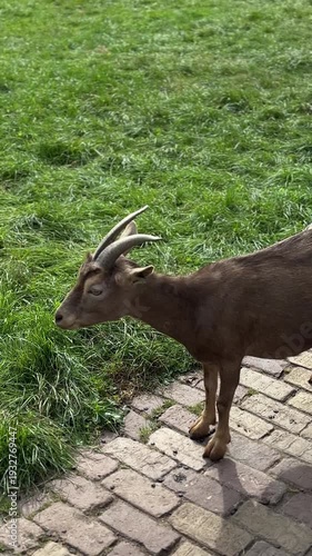 Goat grazes on grass near pathway in a grassy area during daytime in a rural setting