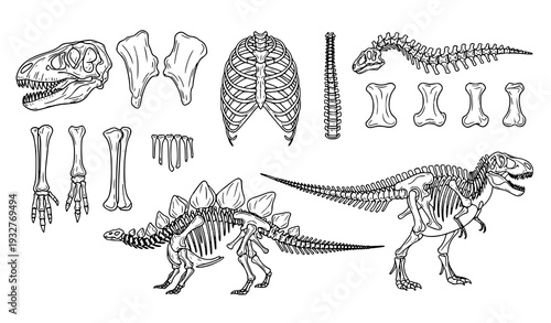 Black and White Dinosaur Fossil Bones Outline Vector Set Isolated on White Background
