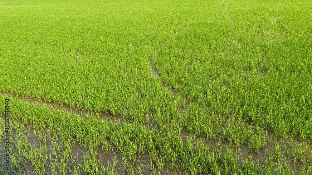 Obraz premium Crossing water trails and muddy tracks interrupting the dense green growth of a flooded agricultural rice field.