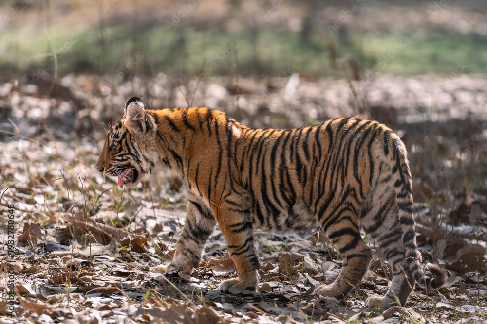 Naklejka premium wild bengal tiger or panthera tigris bold cute female cub side profile walking or roaming alone on jungle trail in summer season safari ranthambore national park forest reserve rajasthan india asia