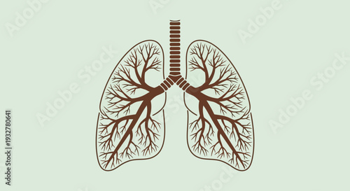Anatomical illustration of human lungs and bronchial tree