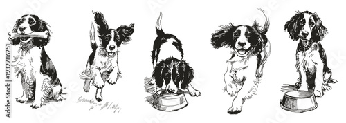 English Springer Spaniel set. Illustrations for children books and pet posters. Pencil drawing style. Jumping, sitting, bone holding dogs.