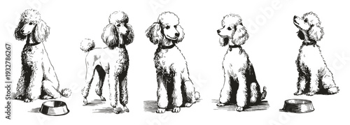 Elegant poodle breed grooming hairstyle character poses. Illustrations for veterinary blogs and pet shop design. Crayon drawn sketch style highlights fluffy coat, collar, and stylish trimmed fur.