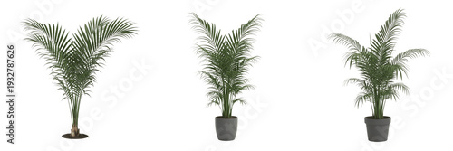 Set of Lush Parlor Palm Plants in Modern Grey Pots Isolated on White Background PNG
