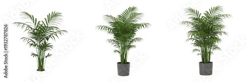 Set of Lush Parlor Palm Plants in Modern Grey Pots Isolated on White Background PNG