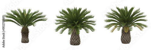Tableau sur toile Set of Robust Sago Palm Cycad Plants with Feather-like Fronds and Textured Trunk