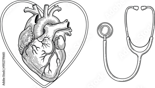 Anatomical Human Heart and Stethoscope Vector Illustration, Medical Healthcare Design Element, Cardiac Wellness and Cardiology Checkup Concept in Line Art Style