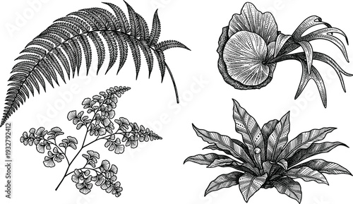 Detailed botanical illustrations of four exotic ferns and plants
