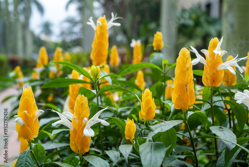 Canvas Print Golden shrimp plants (Pachystachys lutea) blooming with vibrant yellow bracts and white flowers in a tropical outdoor garden