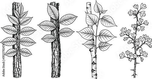 Botanical illustration of tree branches with leaves in vintage style