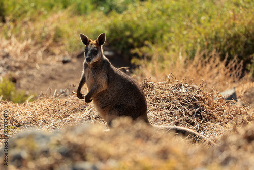 Cute Wild Kangaroo Standing Alert with Blurred Foreground and Copy Space