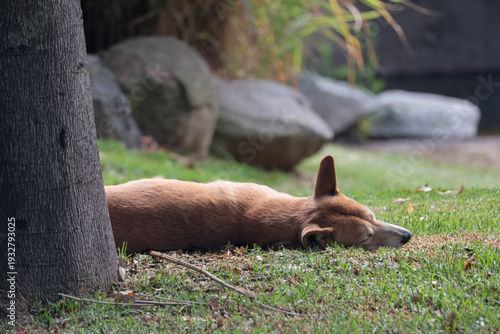 Wild Dog Resting in the Shade with Selective Focus and Blurred Background