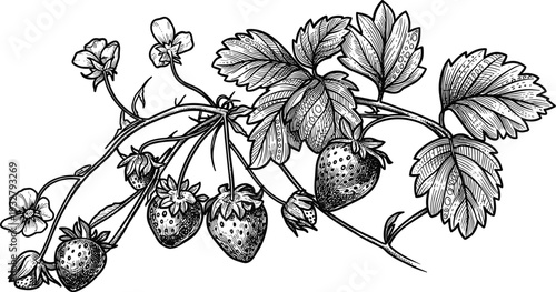 Ripe strawberries on vine with leaves and flowers, nature detailed illustration