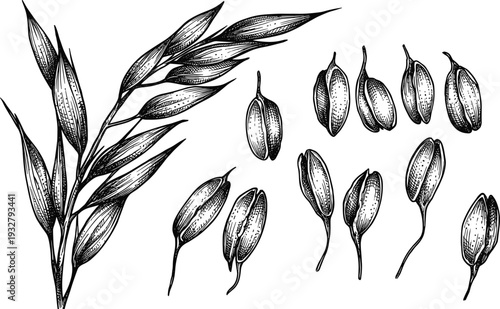 Oats plant and loose cereal seeds in detailed vintage woodcut engraving drawing
