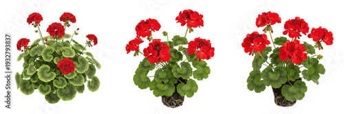 Set of Fresh Potted Geranium Plants with Vibrant Red Flowers and Lush Green Foliage Isolated on White Background PNG