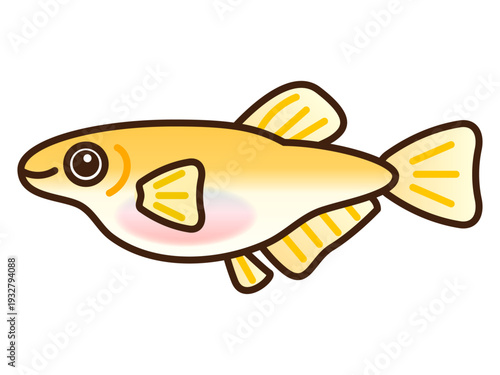 雌のメダカのイラスト素材2